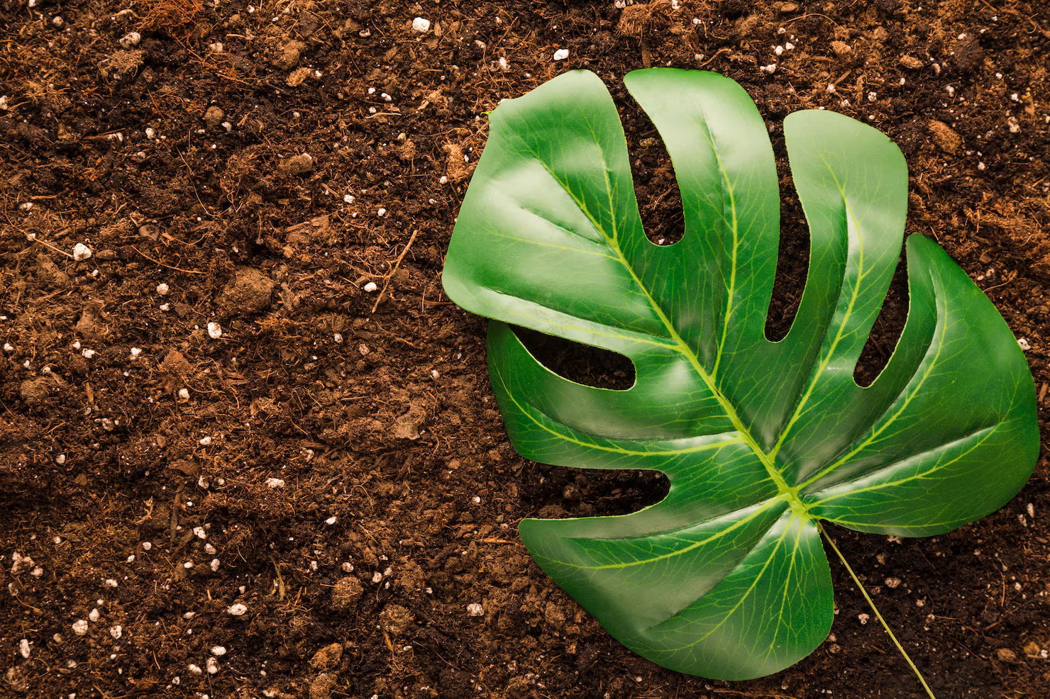 Suelo y plantas naturales
